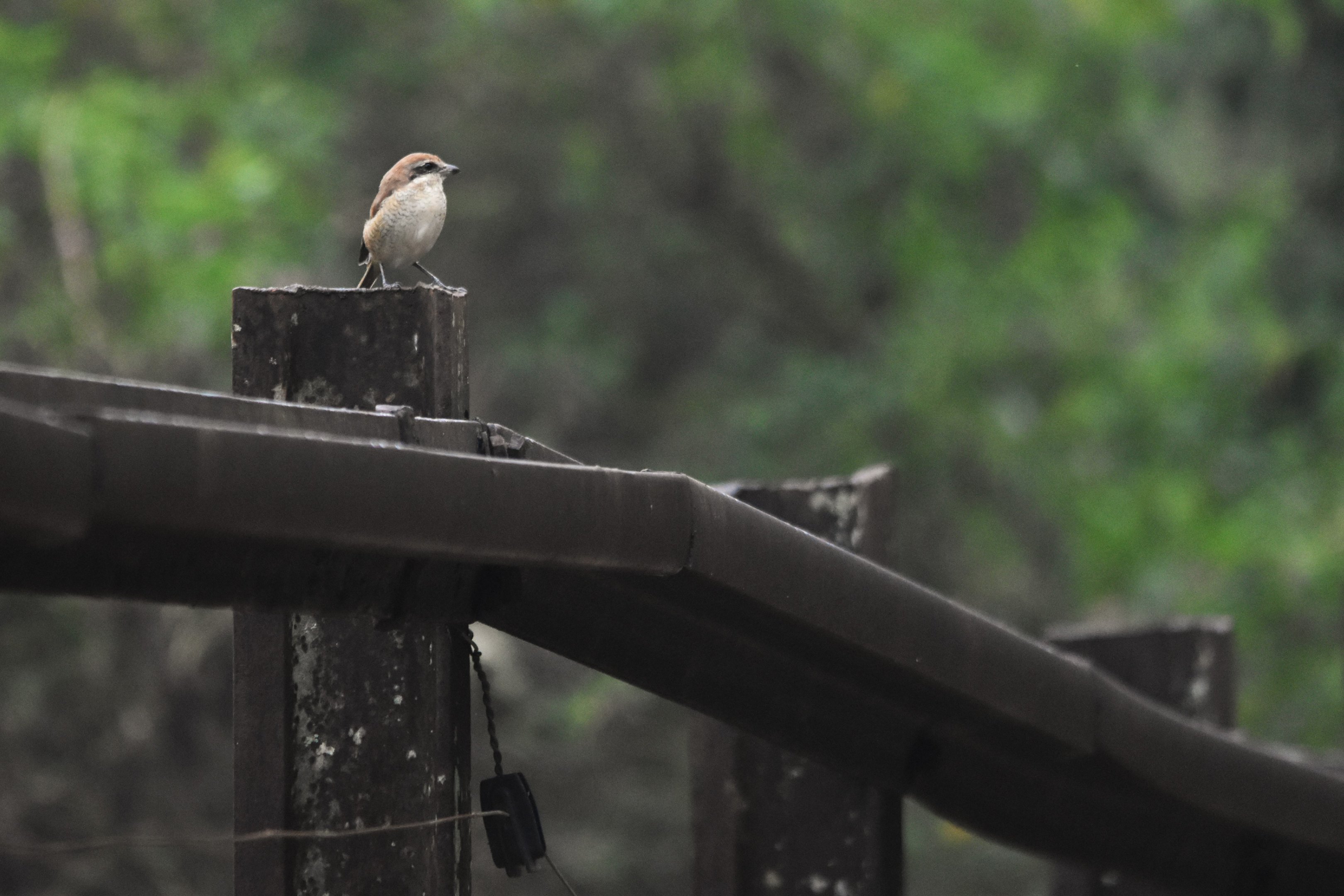 Brown Shrike, Nagarahole Tiger Reserve, 19th November 2024