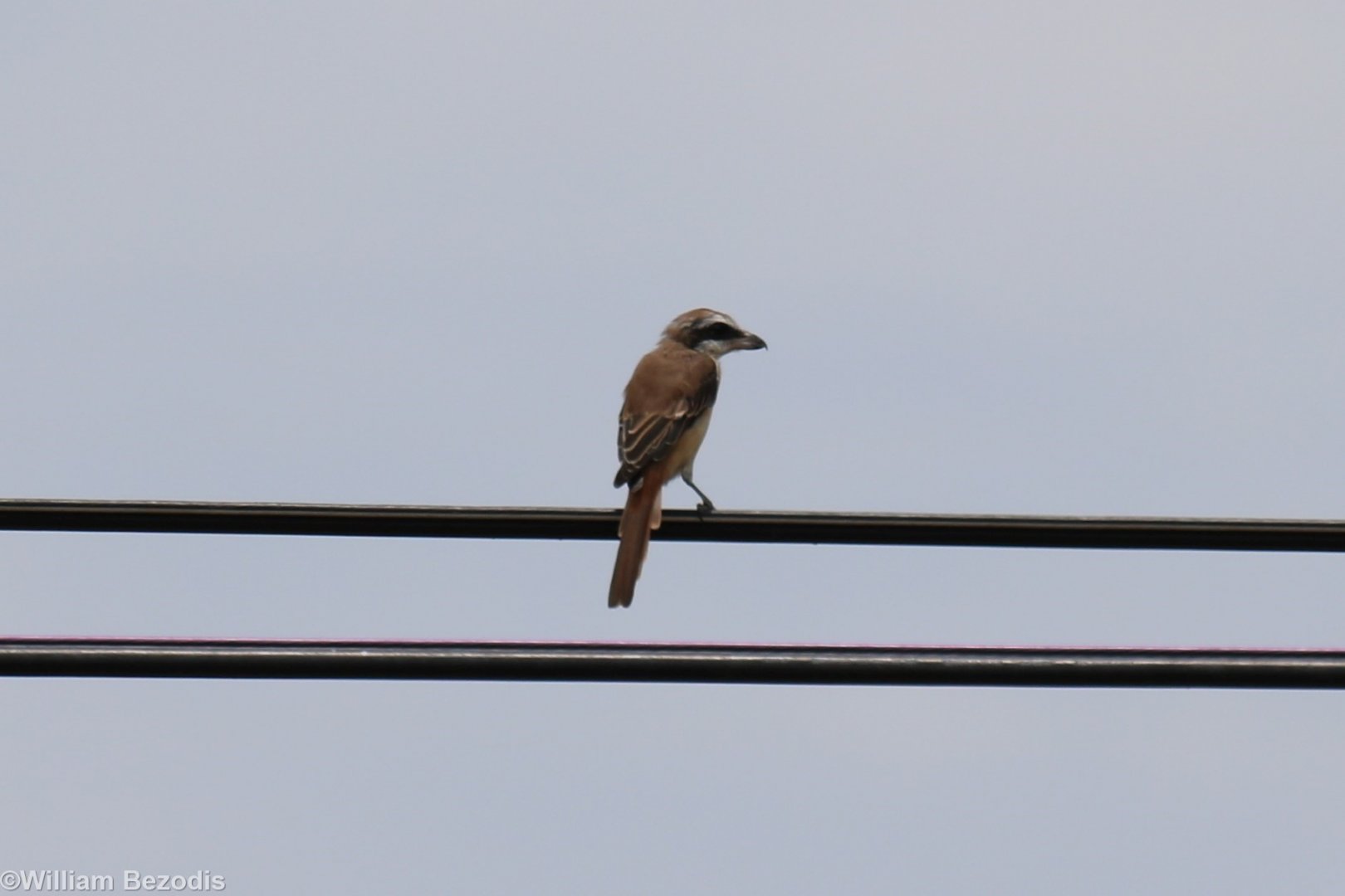 Brown Shrike - Rice Fields Near Petchaburi