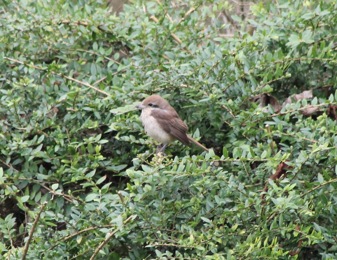 Brown shrike