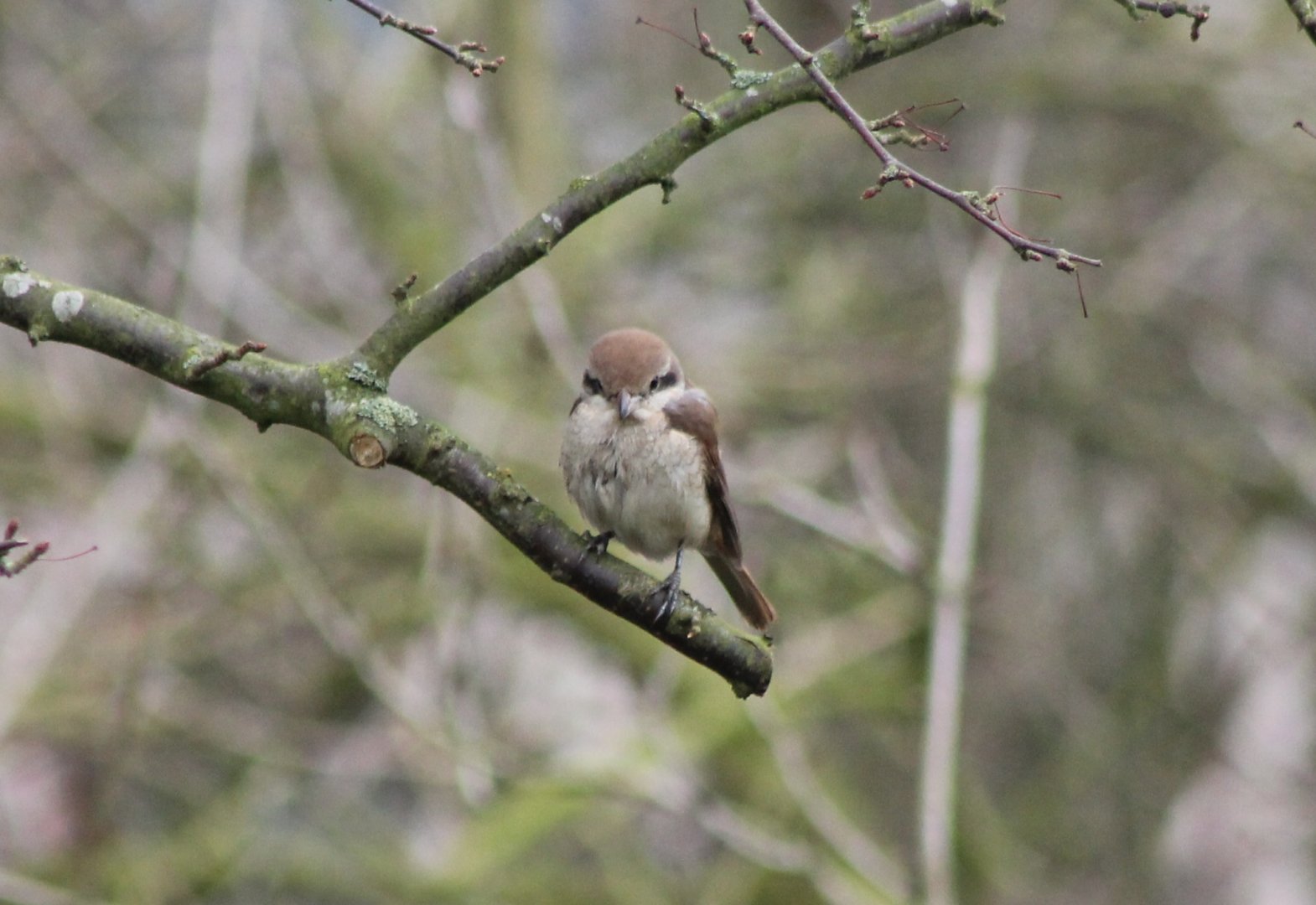Brown shrike