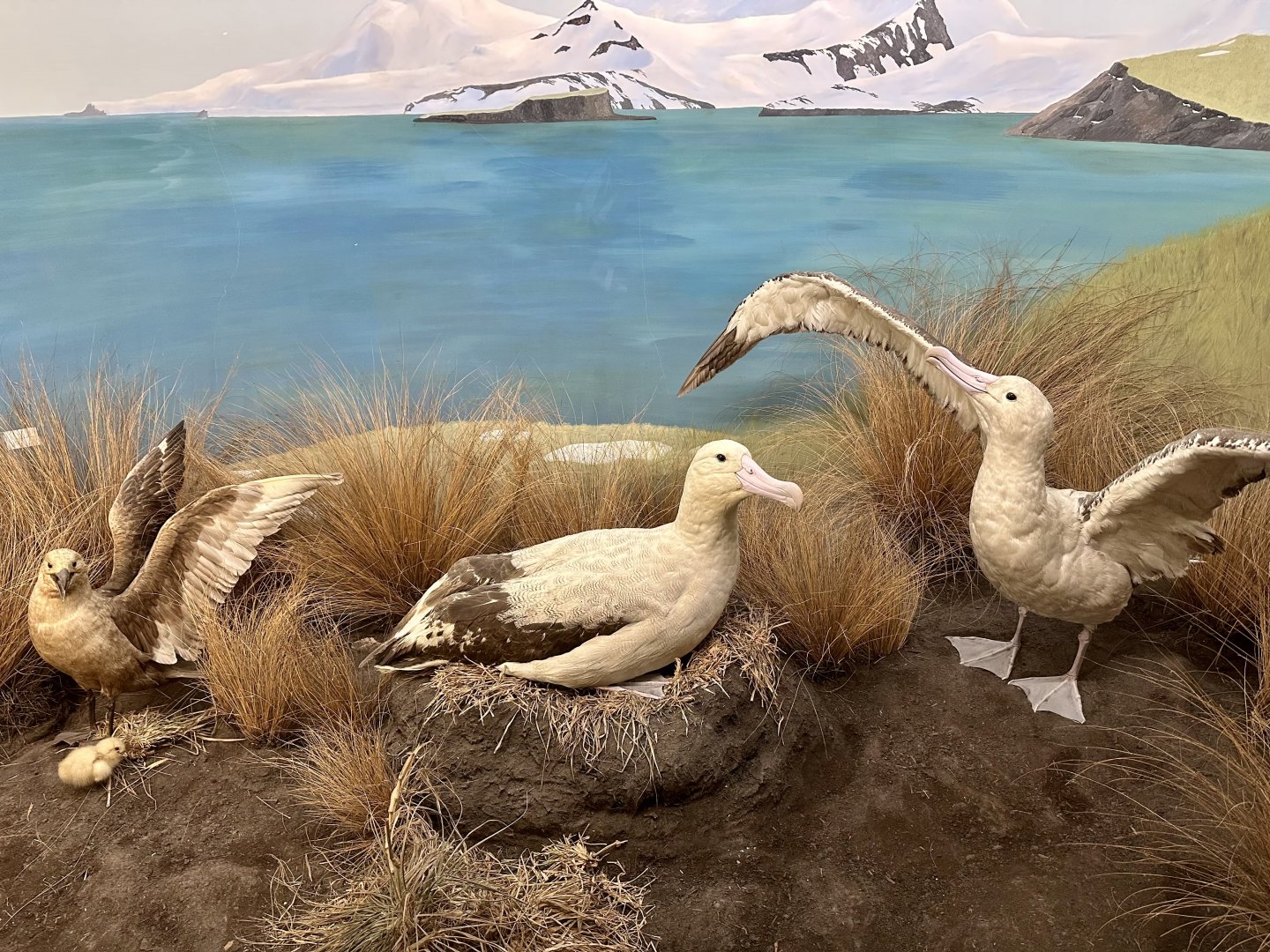 Brown skua/Wandering albatross