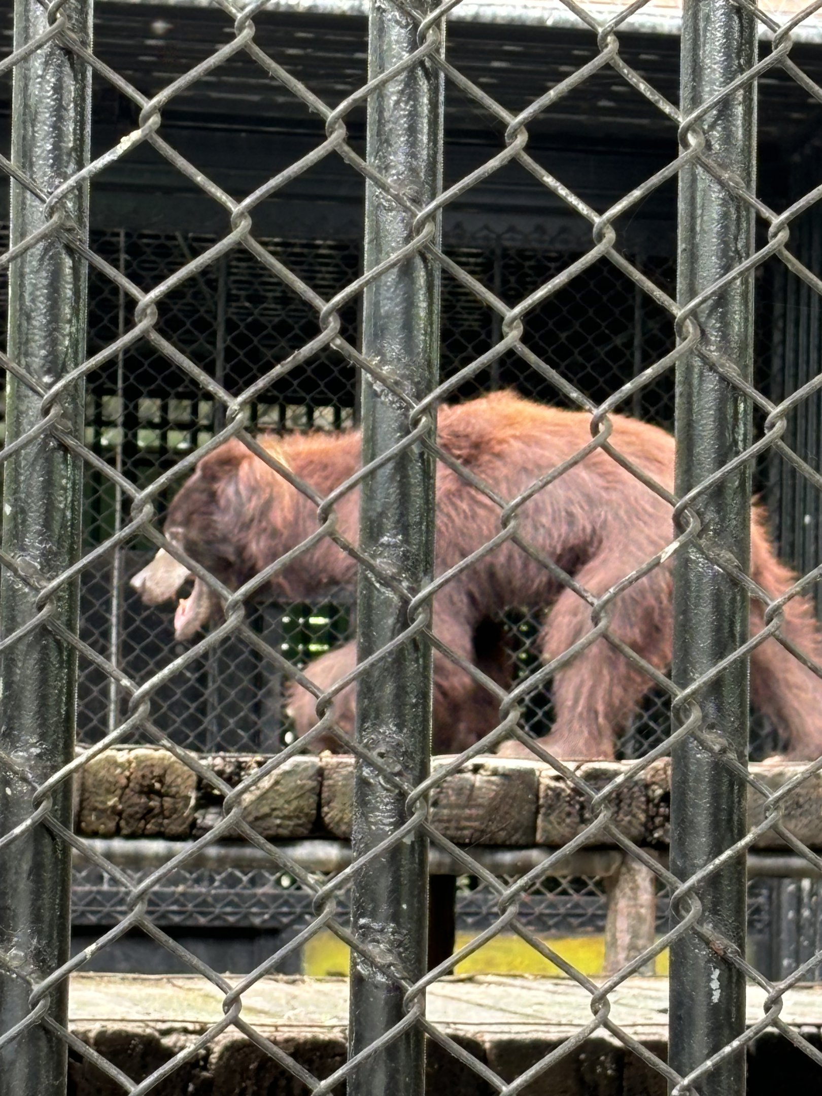 (Brown) Sloth Bear - Lion Park