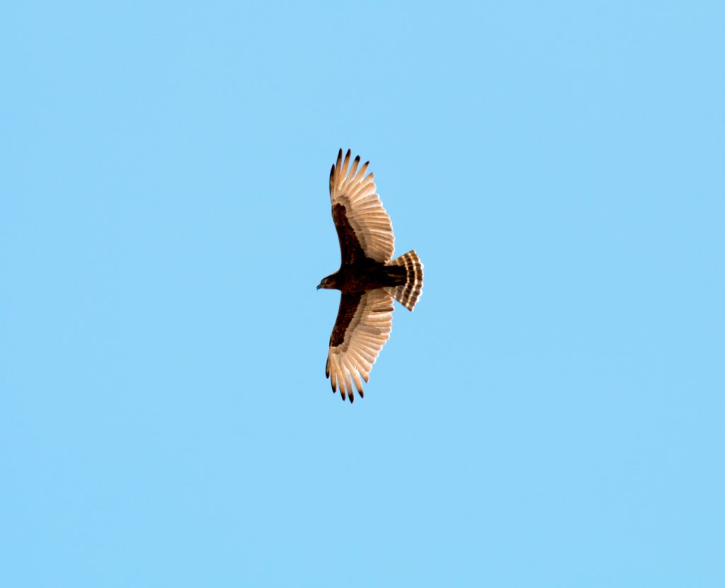 Brown Snake-Eagle