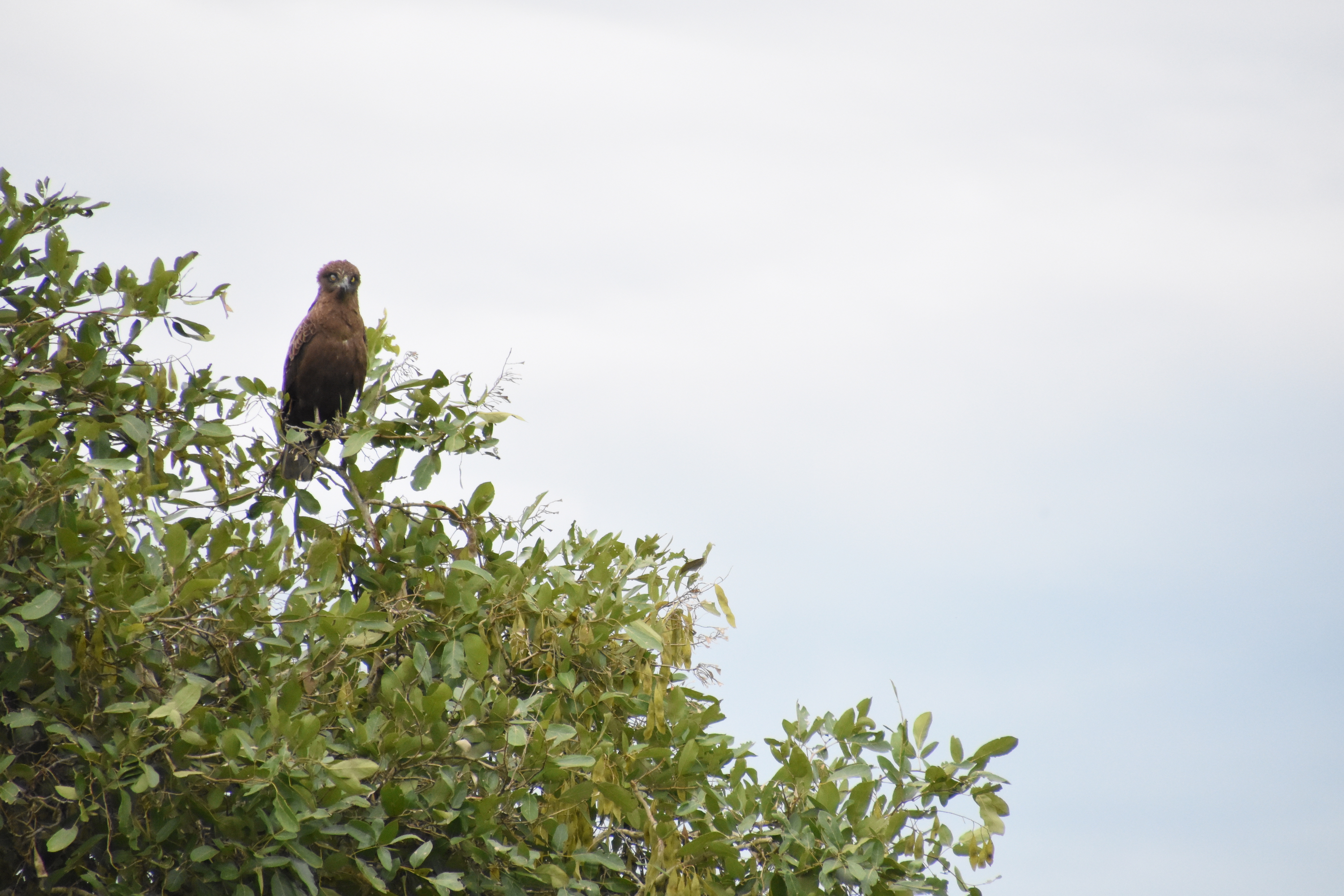 Brown snake-eagle