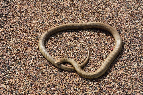 Brown snake (King brown ?)