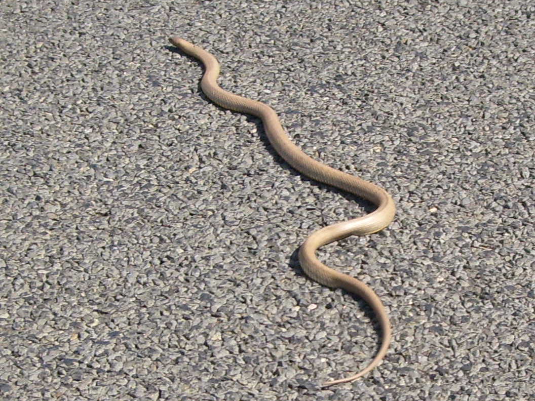 brown snake on road near Nyngan, New South Wales