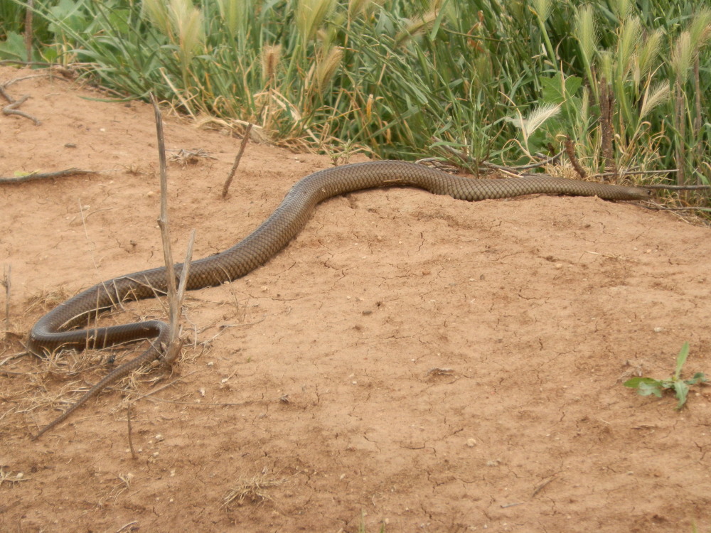 Brown Snake