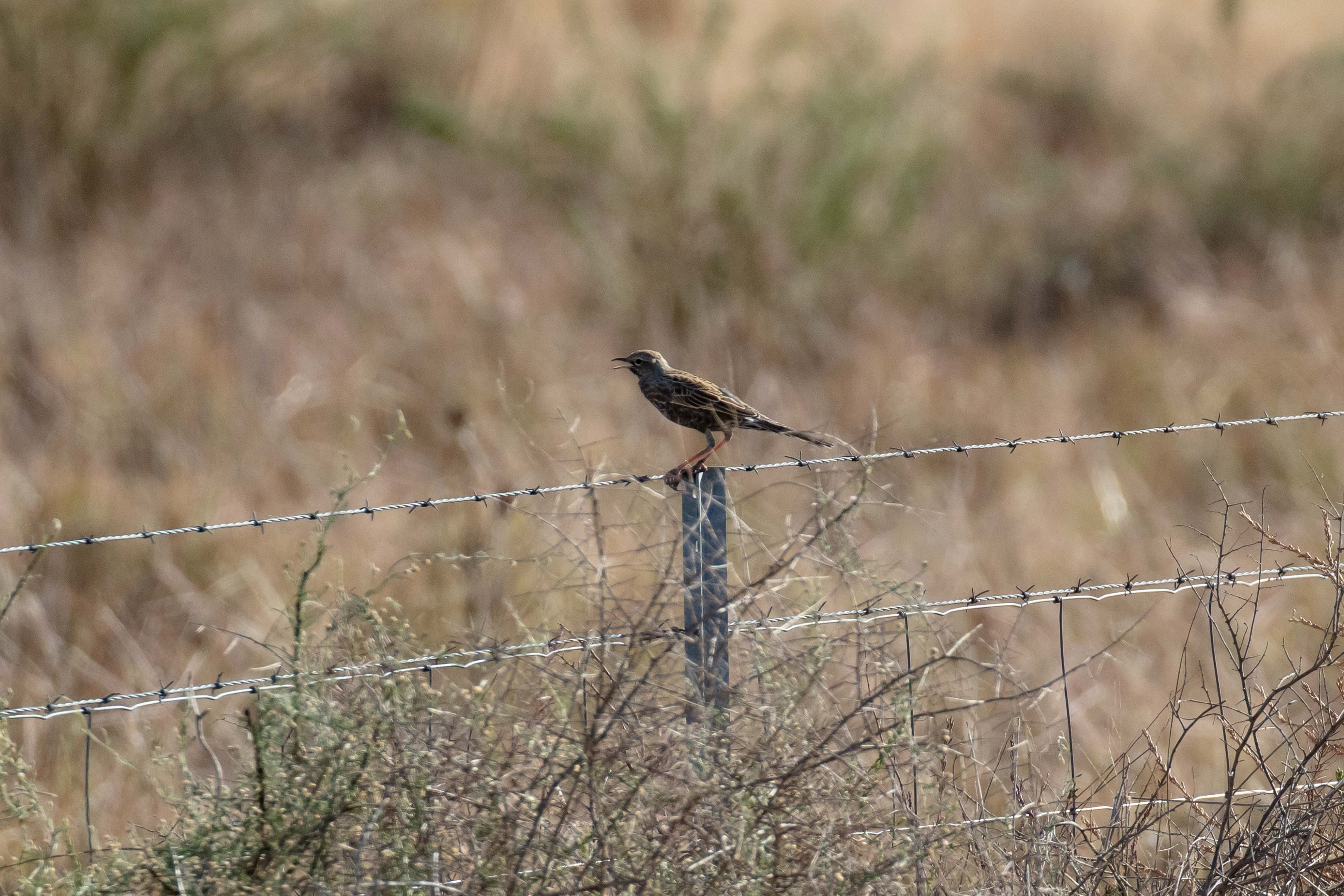 Brown Songlark