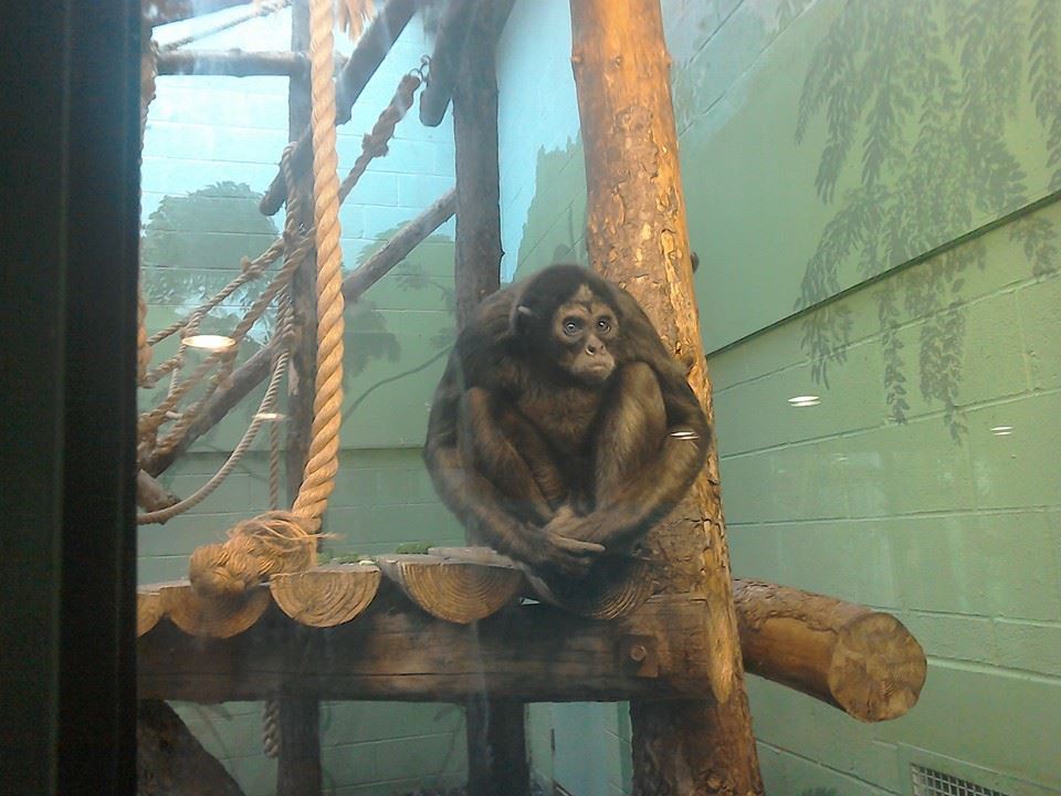 Brown Spider Monkey - 25/01/15
