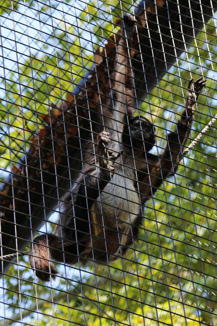Brown Spider Monkey (Ateles hybridus), August 2015