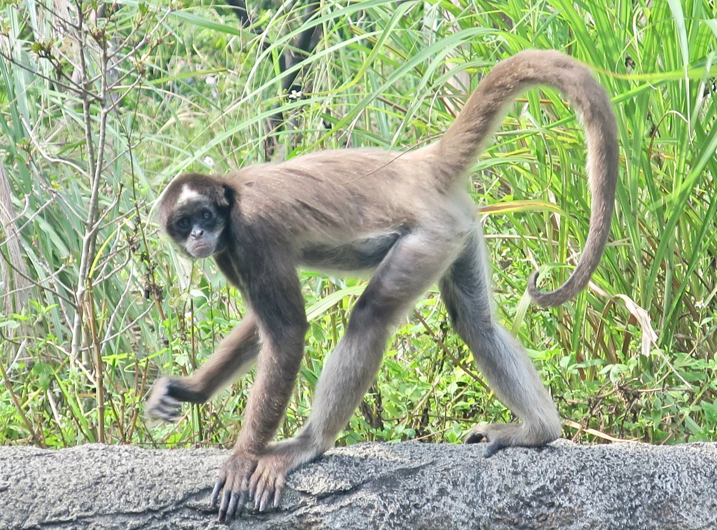 Brown Spider Monkey (Ateles hybridus)