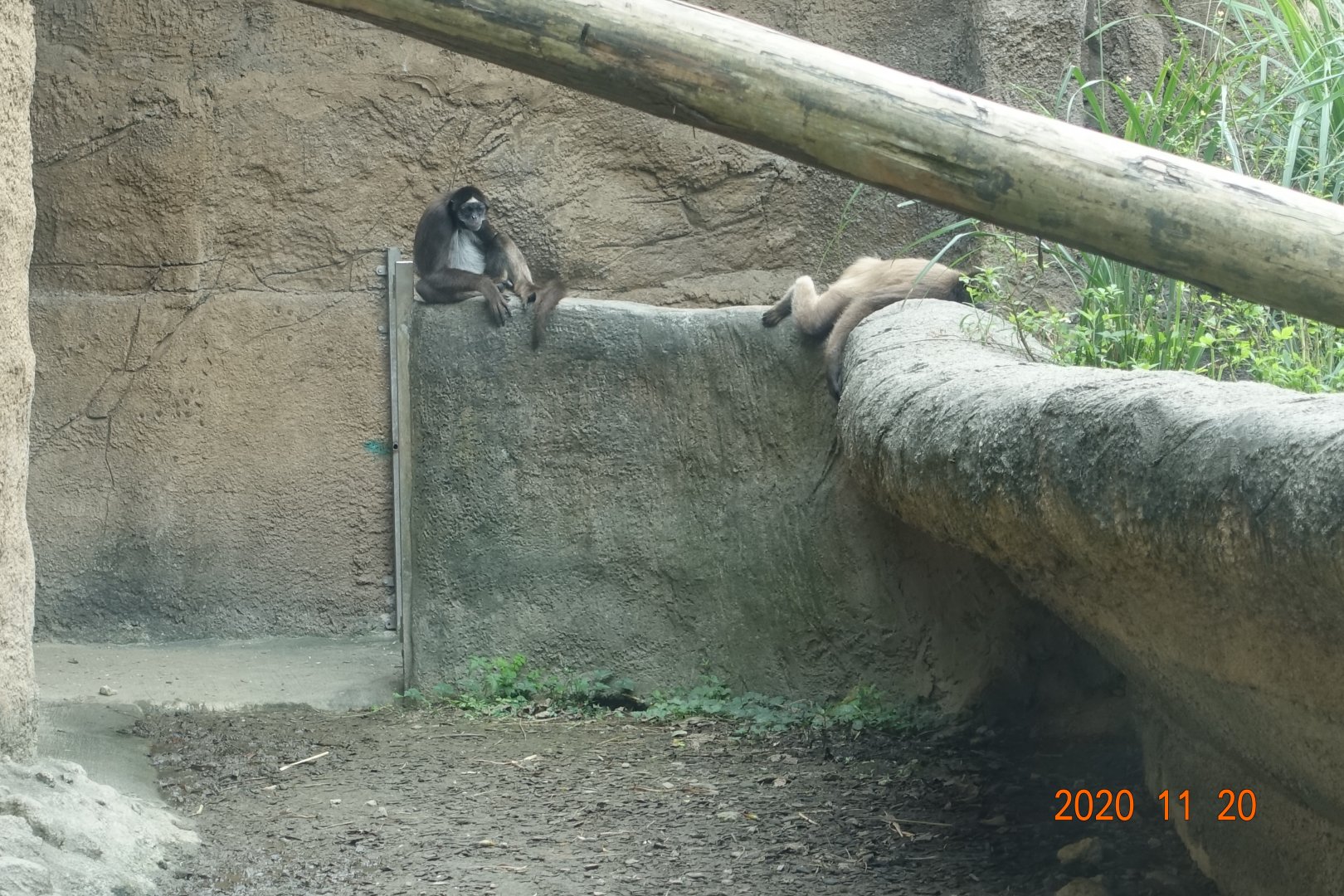 Brown Spider Monkey (Ateles hybridus)