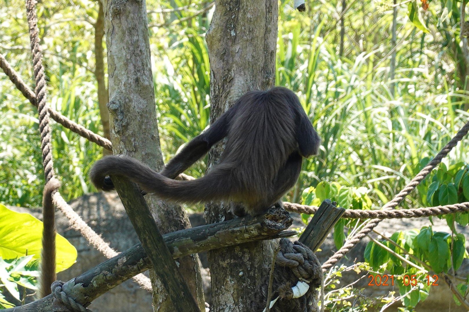 Brown Spider Monkey (Ateles hybridus)