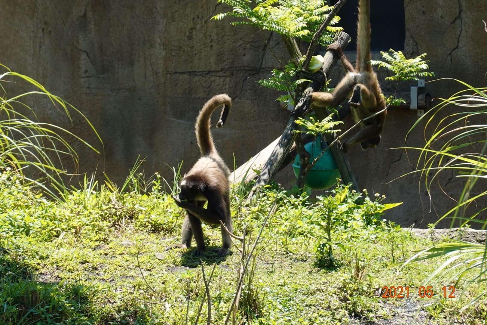 Brown Spider Monkey (Ateles hybridus)