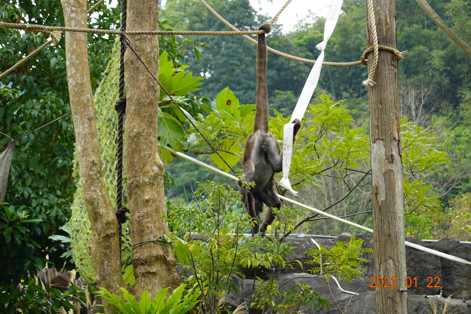 Brown Spider Monkey (Ateles hybridus)