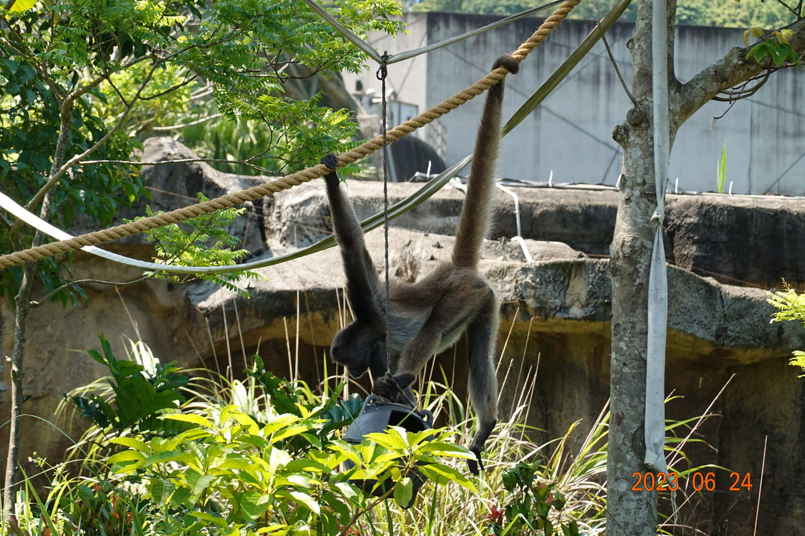 Brown Spider Monkey (Ateles hybridus)