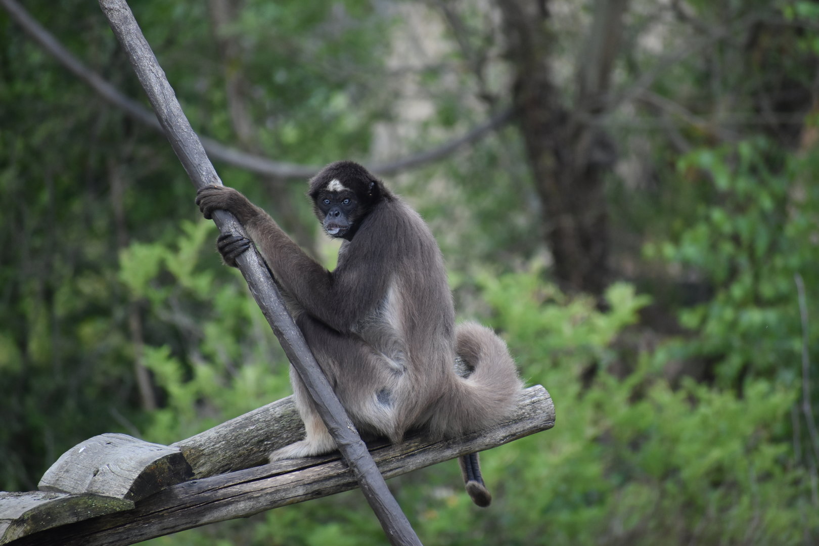 Brown Spider Monkey - Ateles hybridus