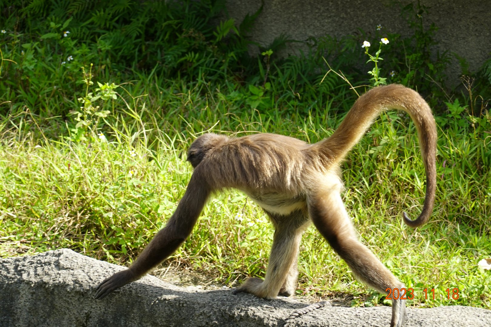 Brown Spider Monkey (Ateles hybridus)