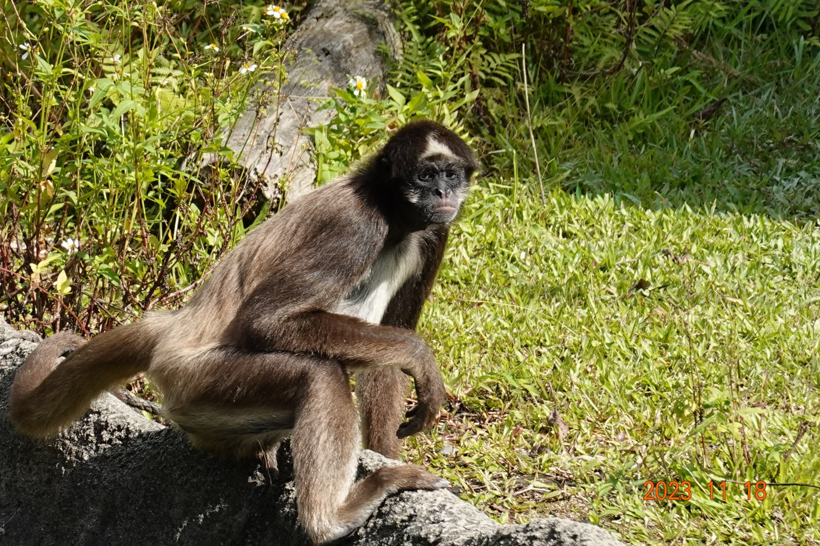 Brown Spider Monkey (Ateles hybridus)