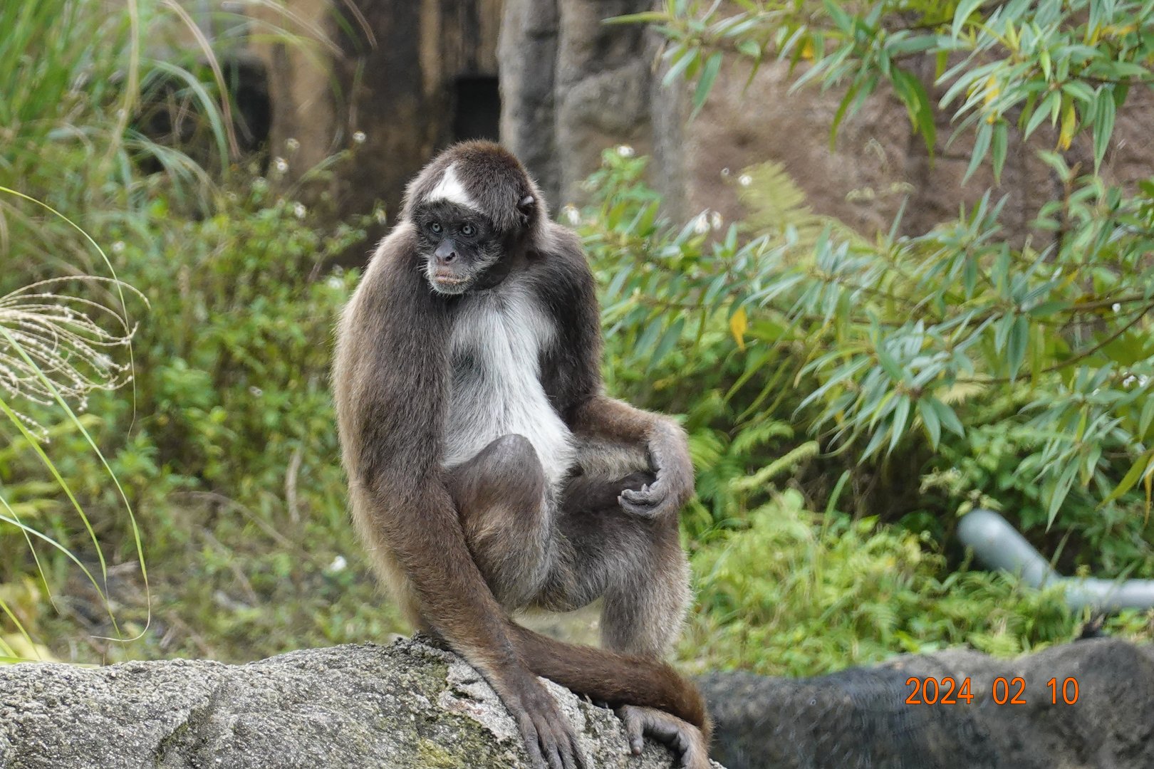 Brown Spider Monkey (Ateles hybridus)
