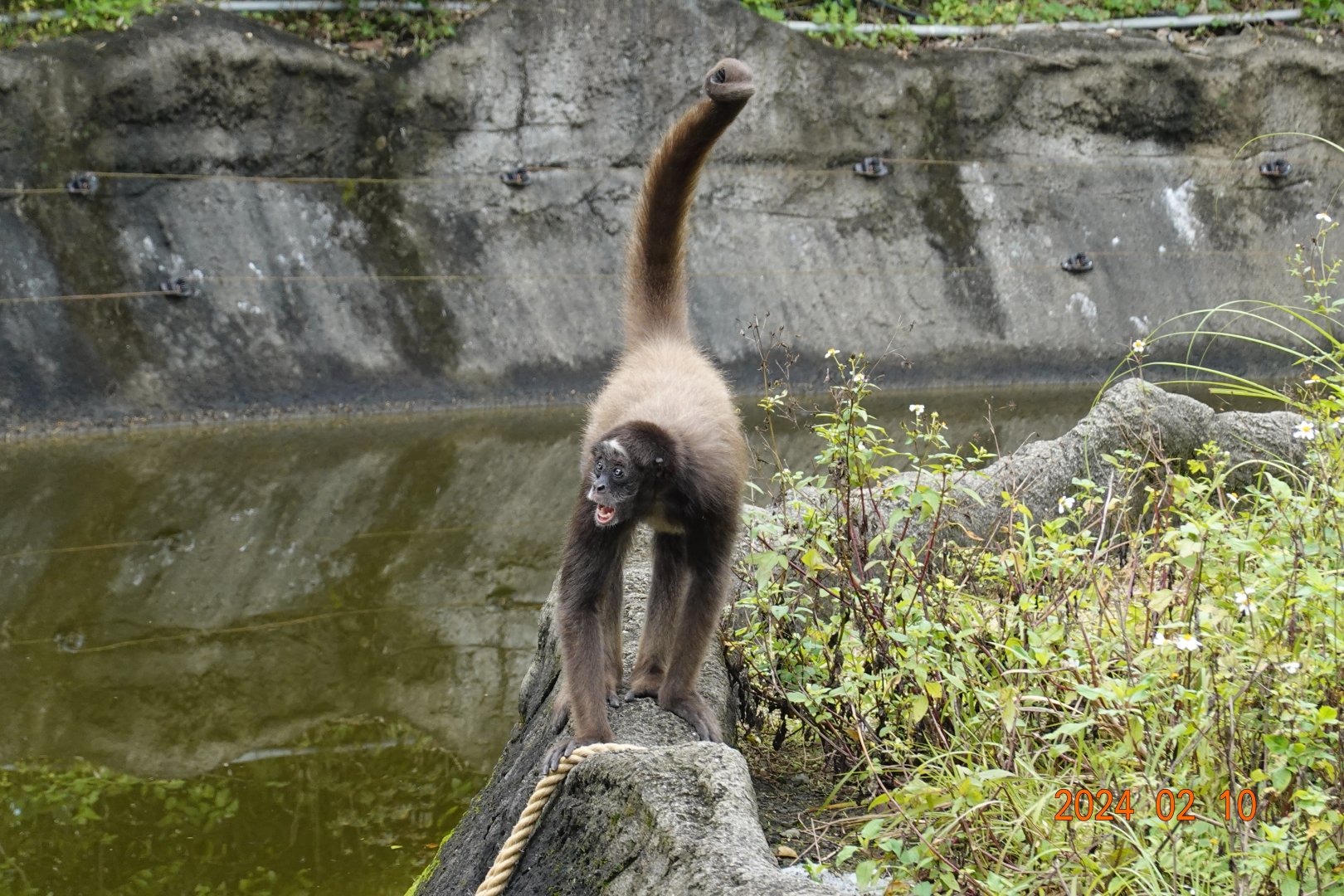 Brown Spider Monkey (Ateles hybridus)