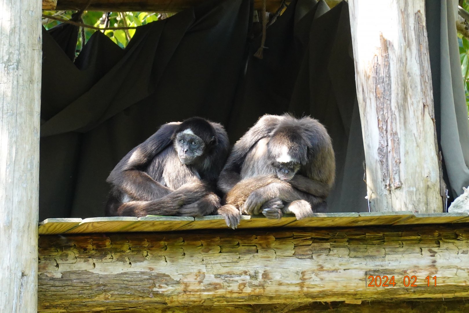 Brown Spider Monkey (Ateles hybridus)