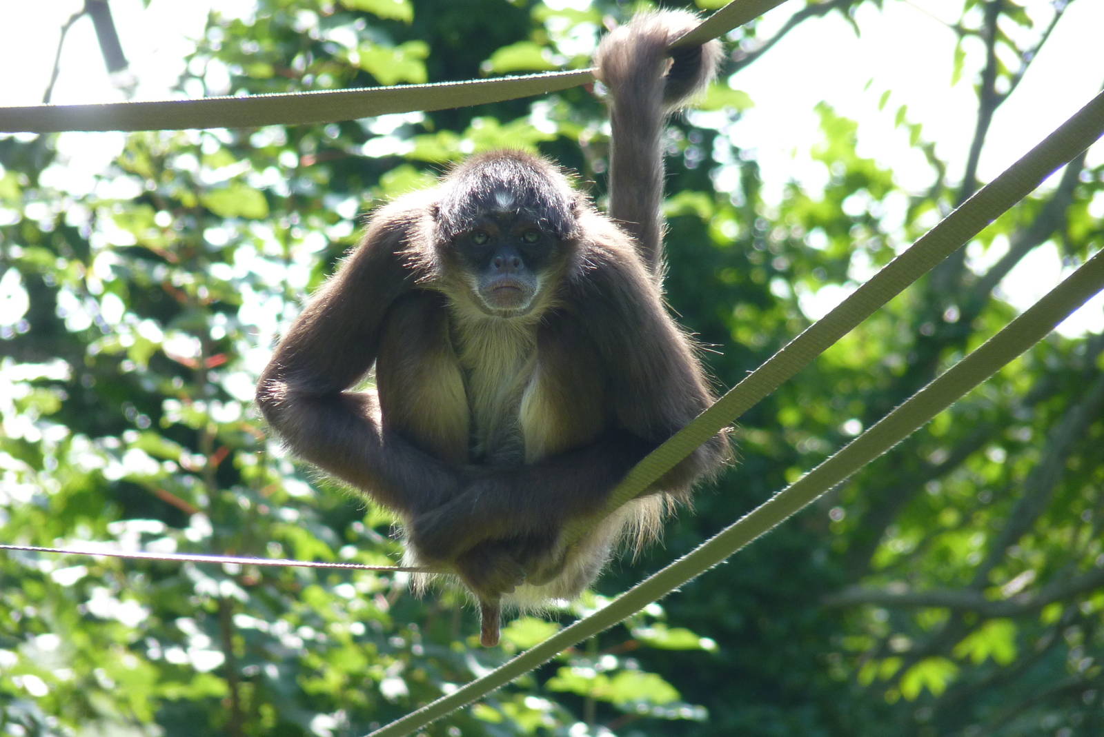 Brown Spider Monkey, August 2015
