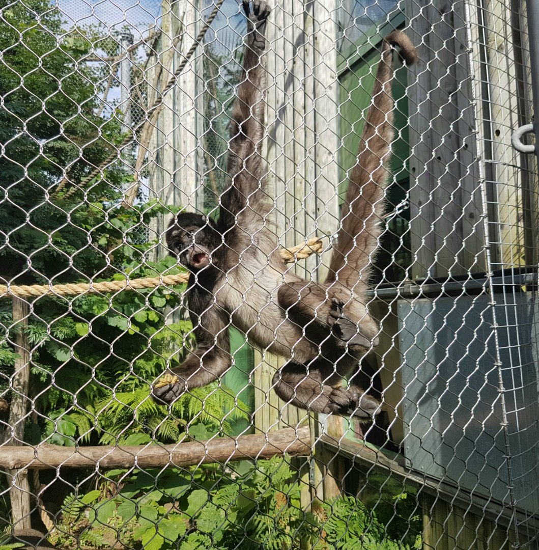 Brown Spider Monkey - Bristol Zoo - October, 2016.
