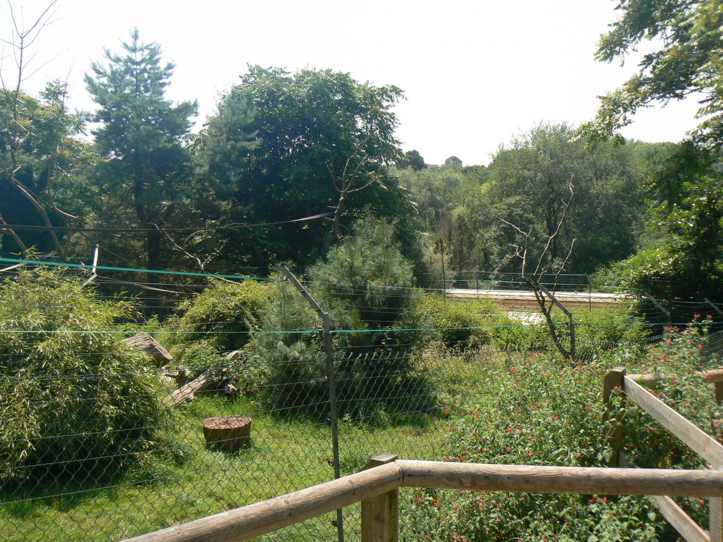 Brown Spider Monkey Enclosure - 6 July 2018