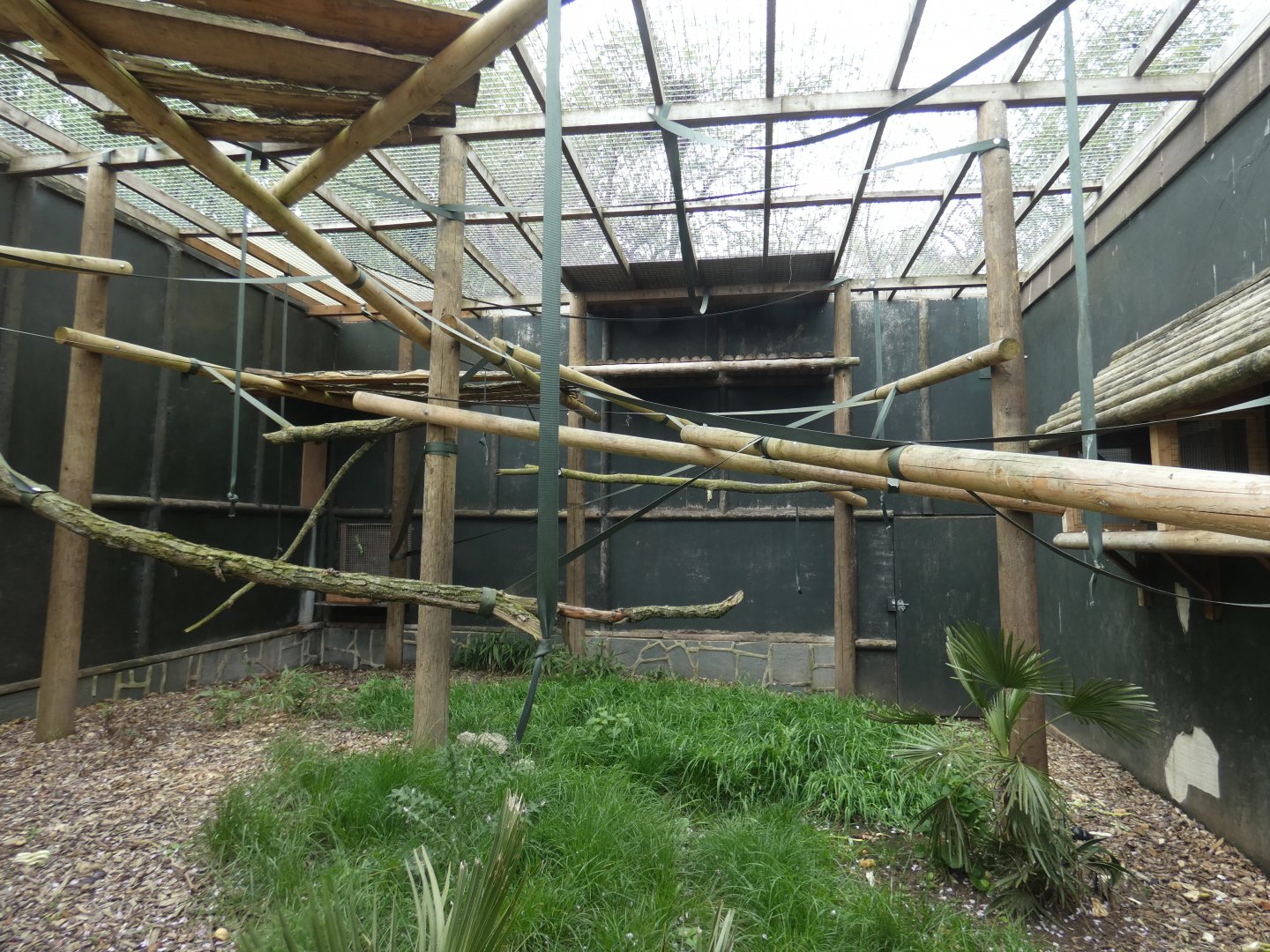 Brown spider monkey enclosure
