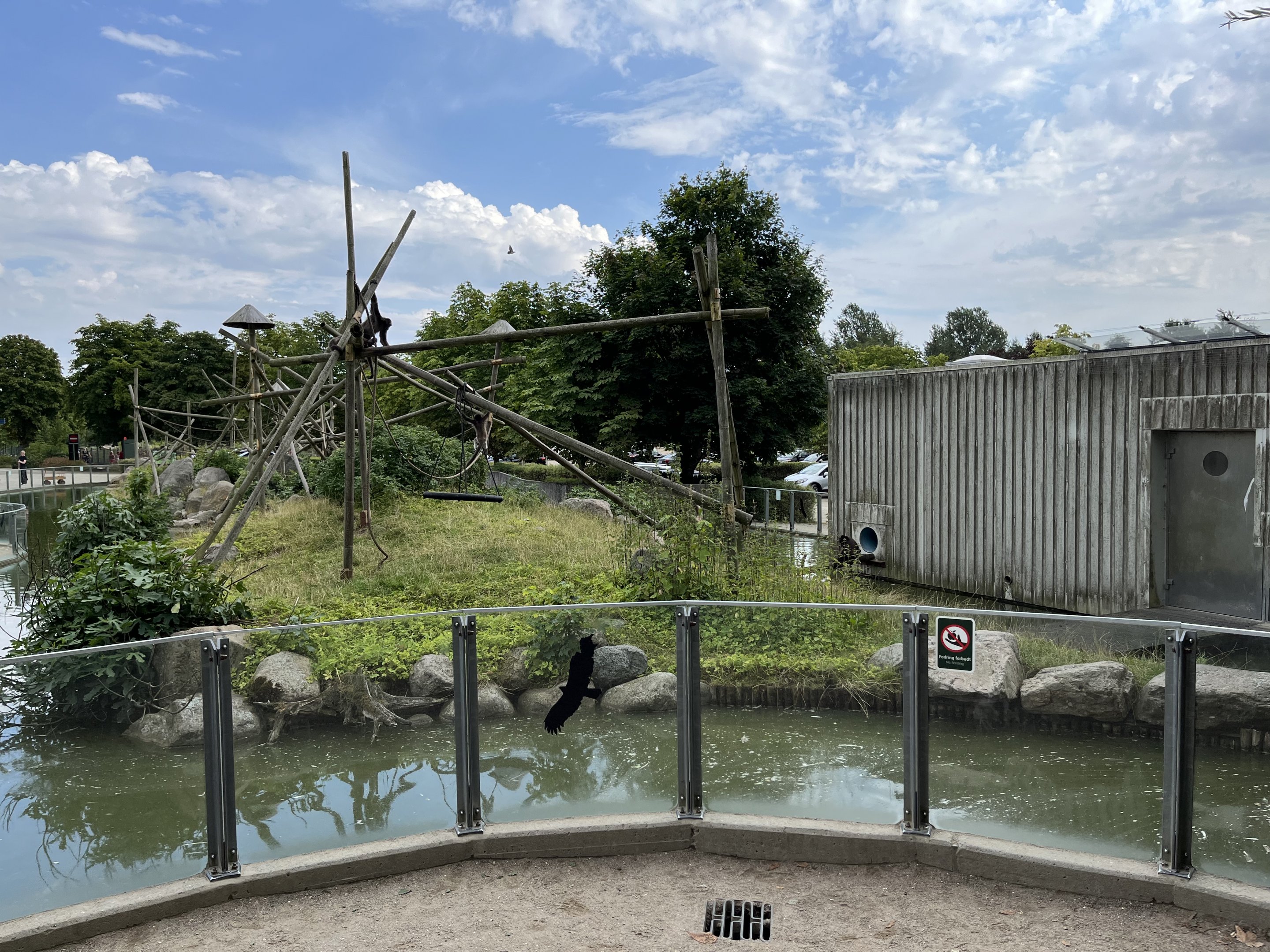 Brown Spider Monkey Exhibit