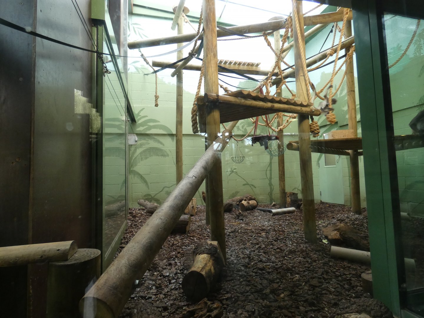 Brown Spider Monkey indoor enclosure