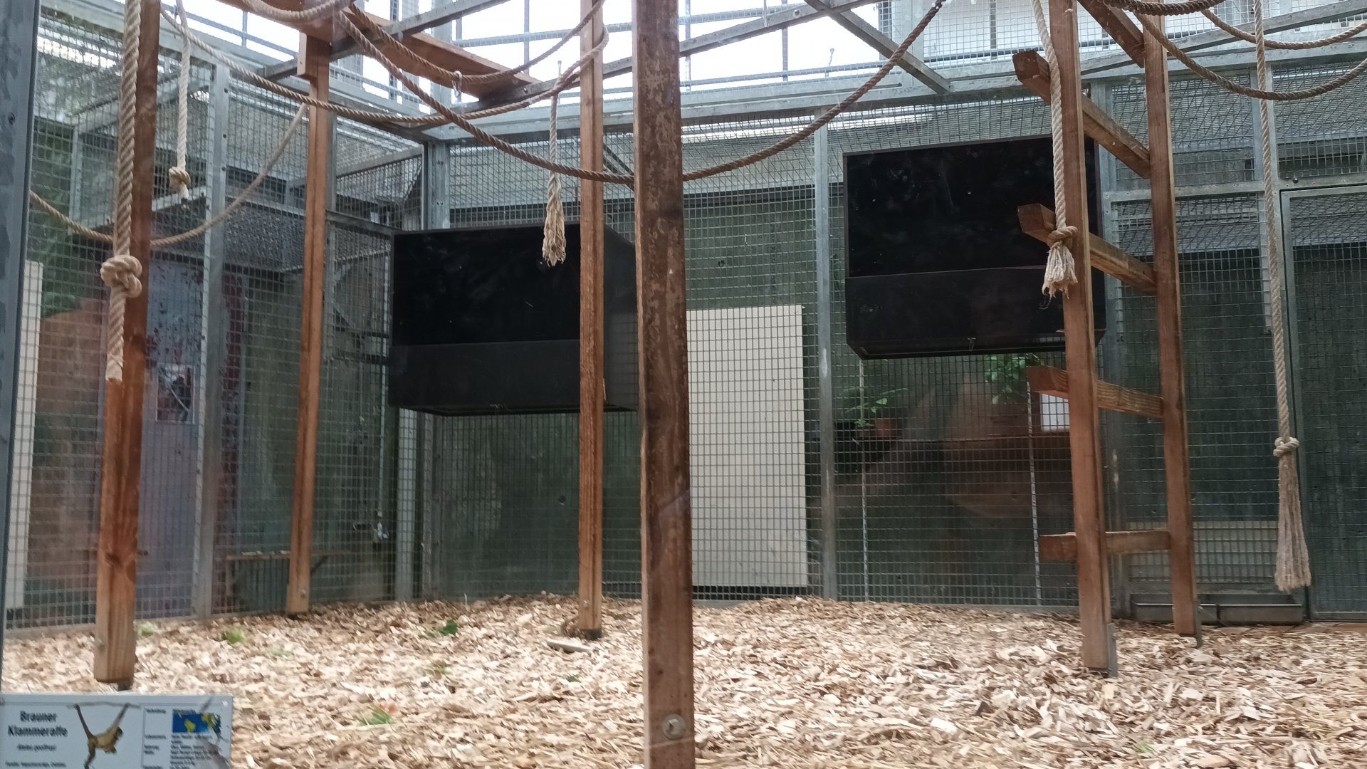 Brown Spider Monkey Indoor Enclosure