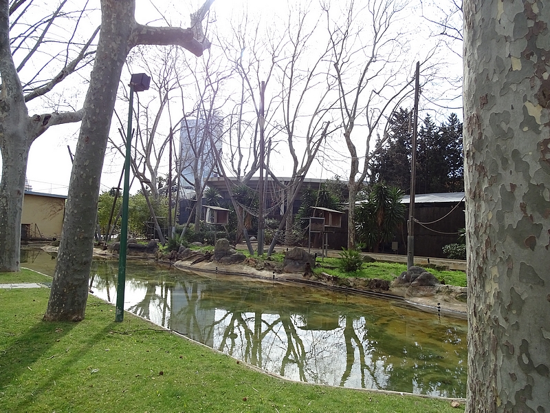 Brown spider monkey island