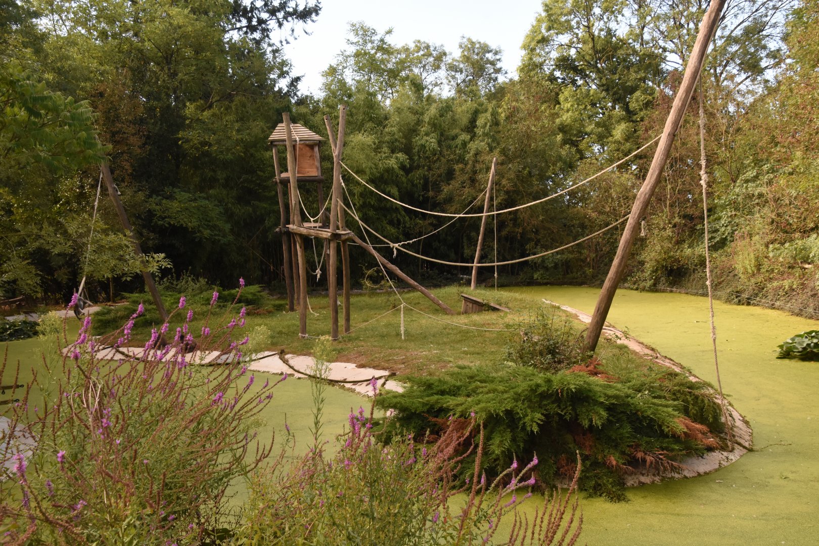 Brown Spider Monkey island