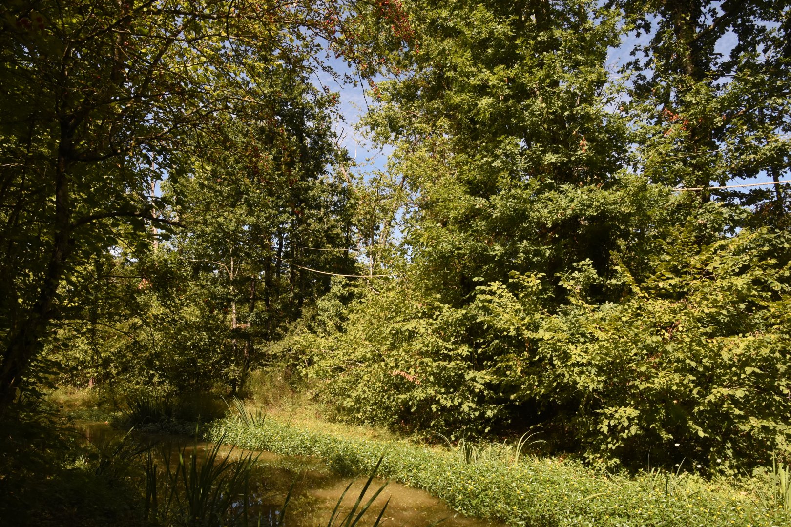 Brown Spider Monkey island