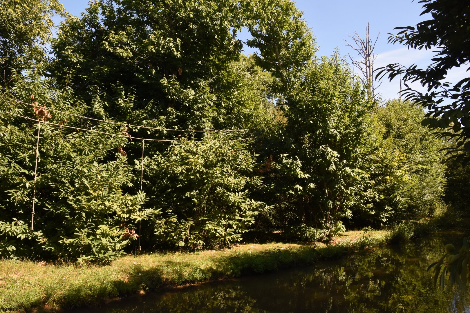 Brown Spider Monkey island