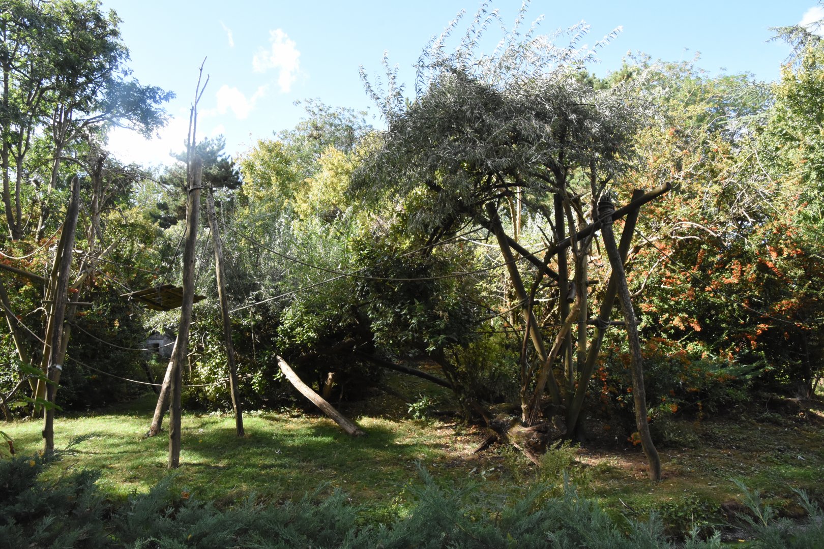 Brown Spider Monkey island