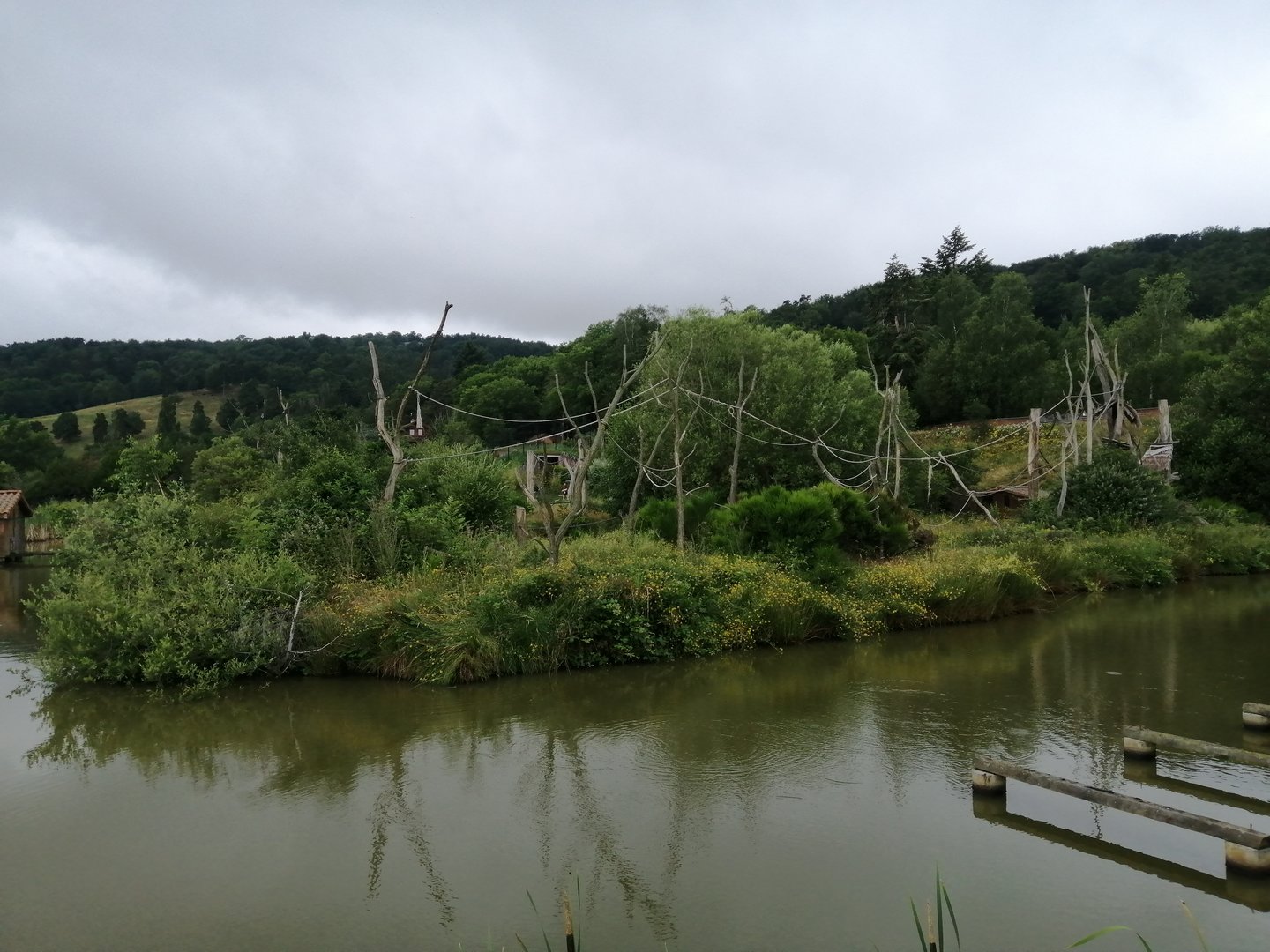 Brown spider monkey island