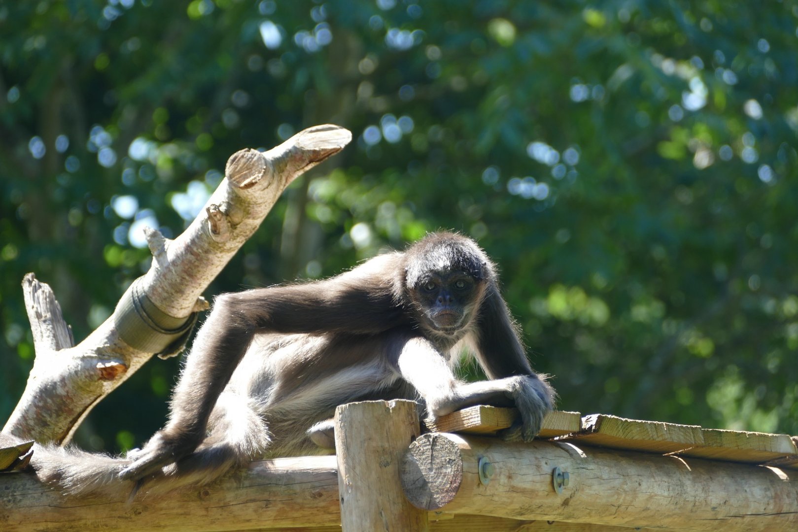 Brown spider monkey, July 2020