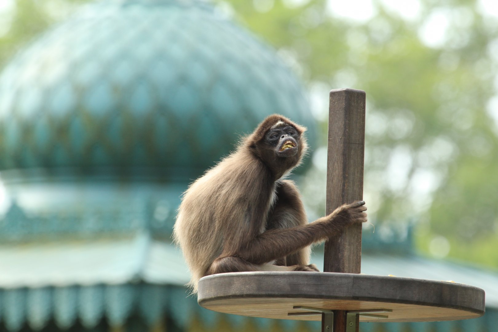 Brown spider monkey (June 2013)