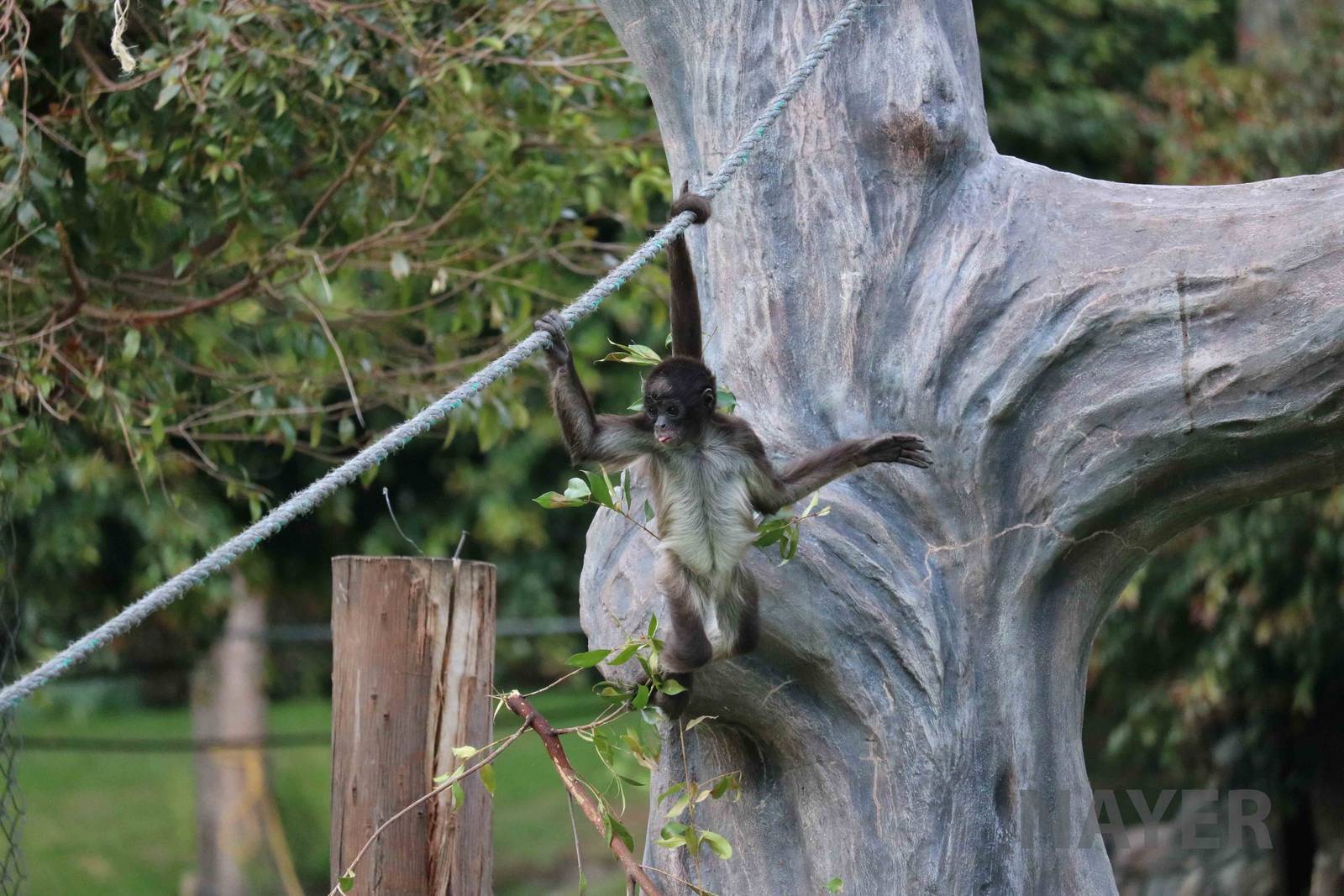 Brown spider monkey, March 2016