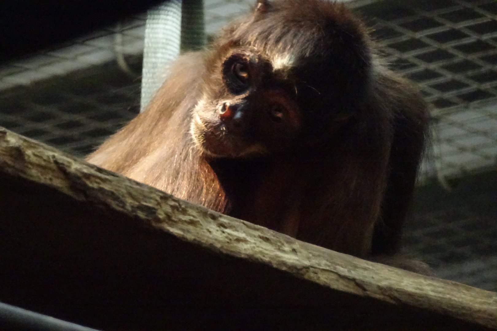Brown Spider Monkey, November 2017