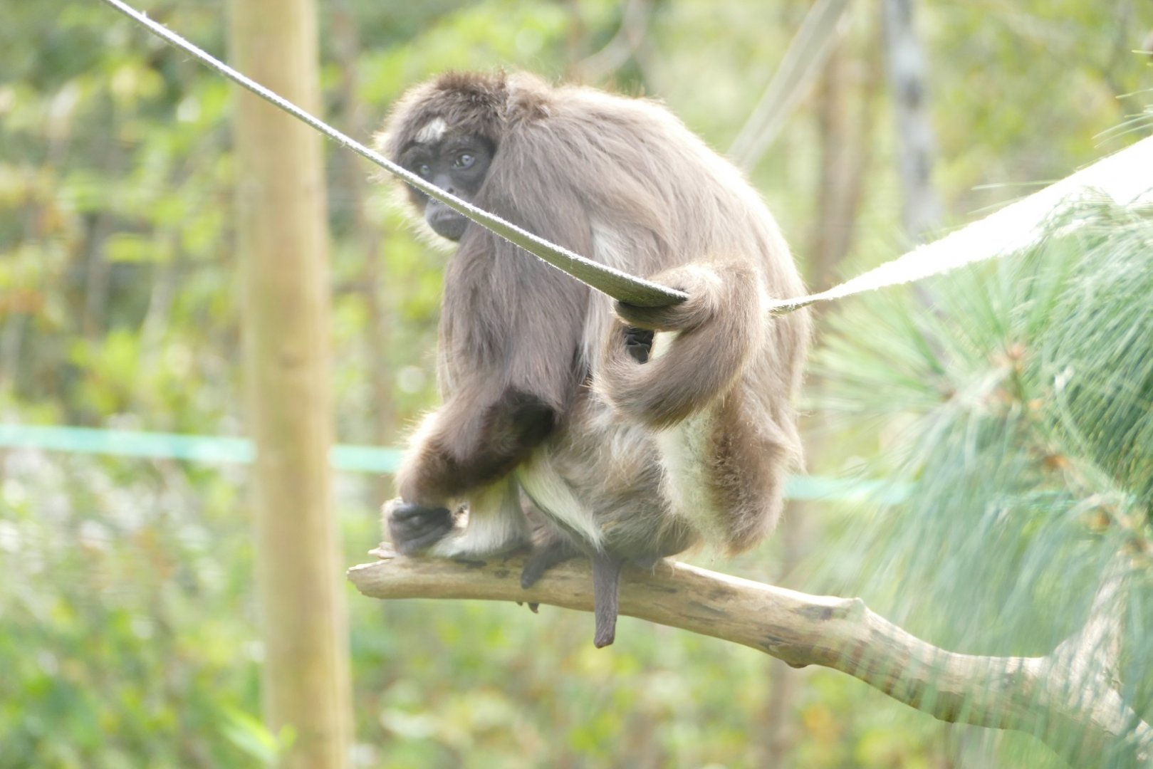 Brown Spider Monkey, November 2021