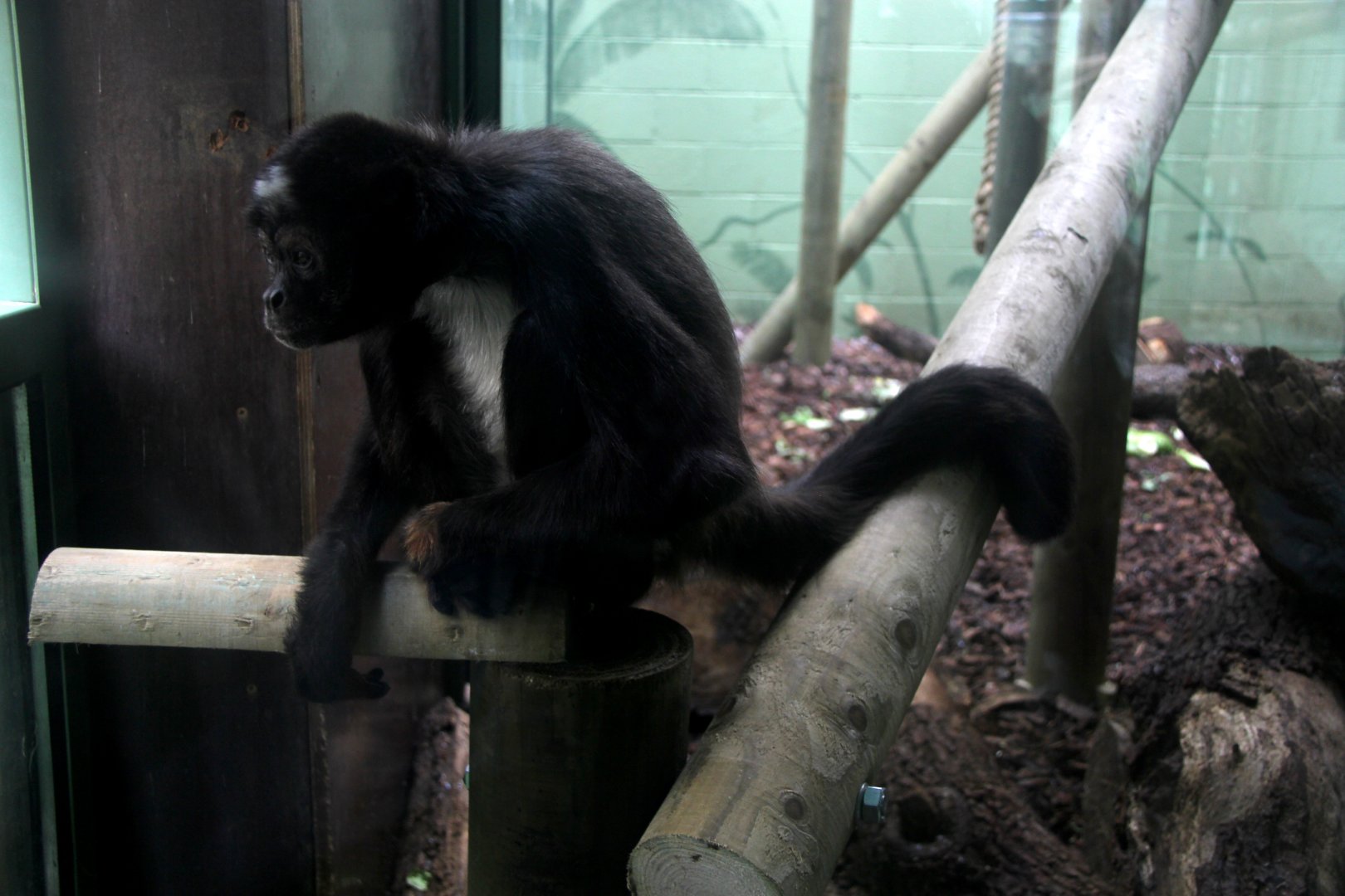 brown spider monkey or variegated spider monkey (Ateles hybridus)