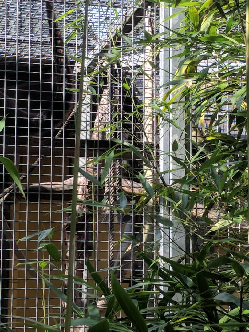 Brown Spider monkey Outdoor Enclosure