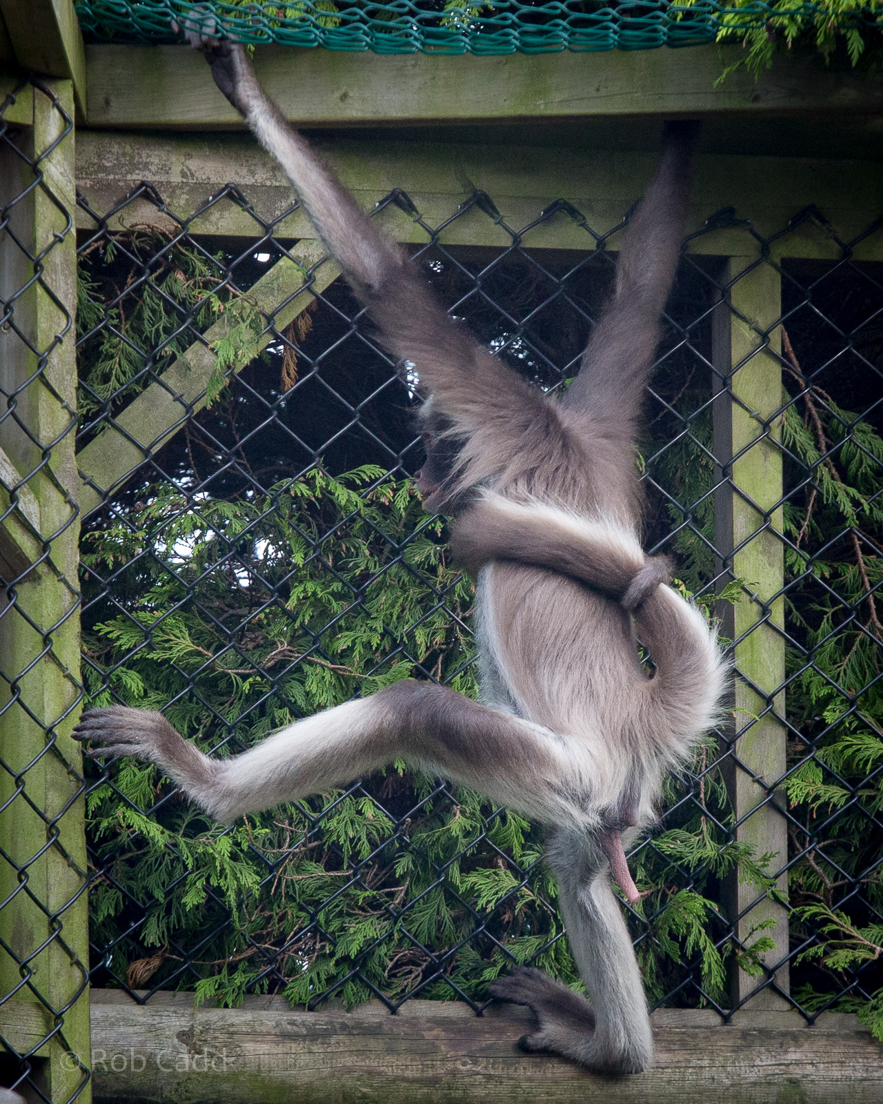 Brown spider monkey : Twycross : 31 Oct 2014