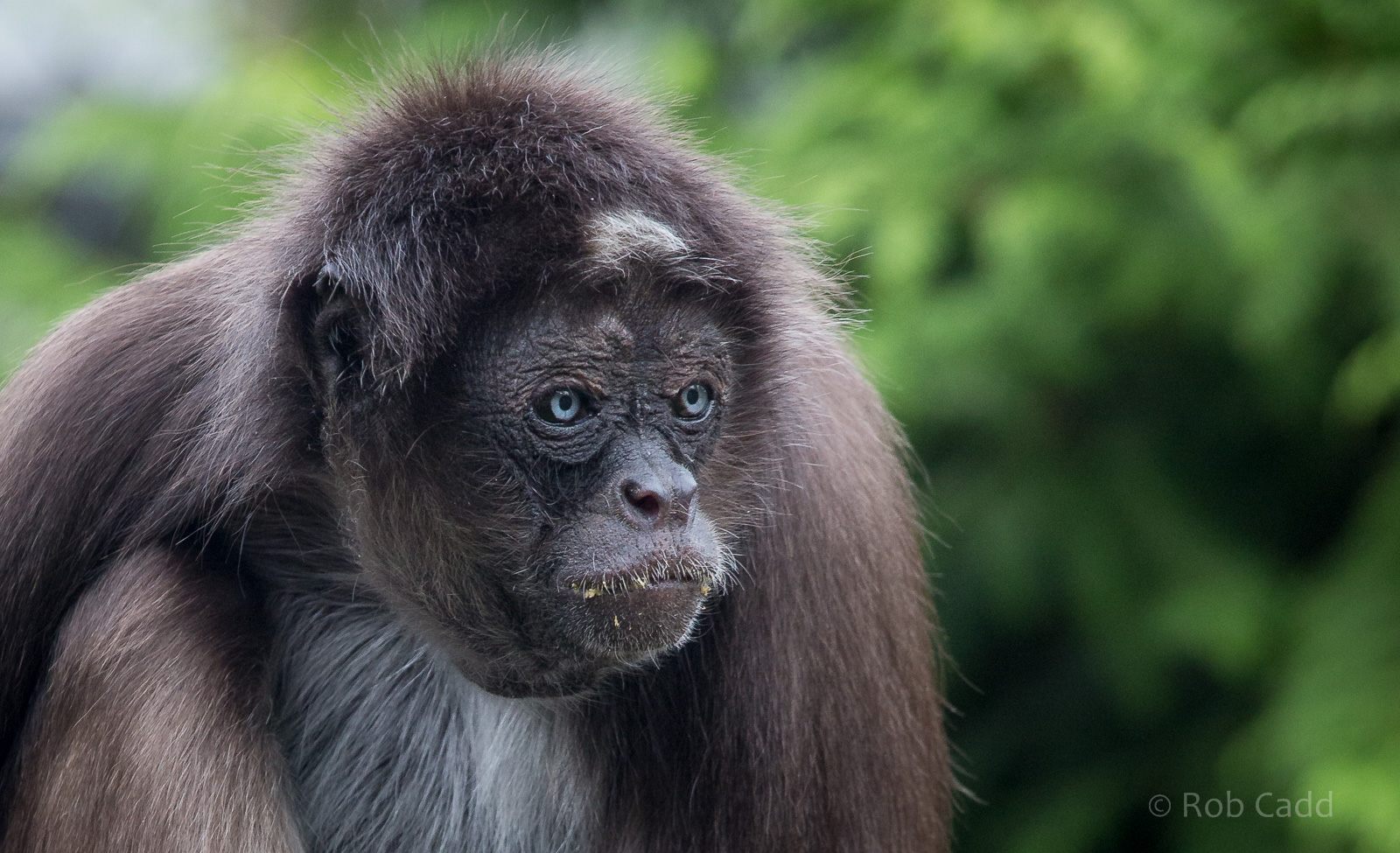 Brown spider monkey : Twycross : 31 Oct 2014