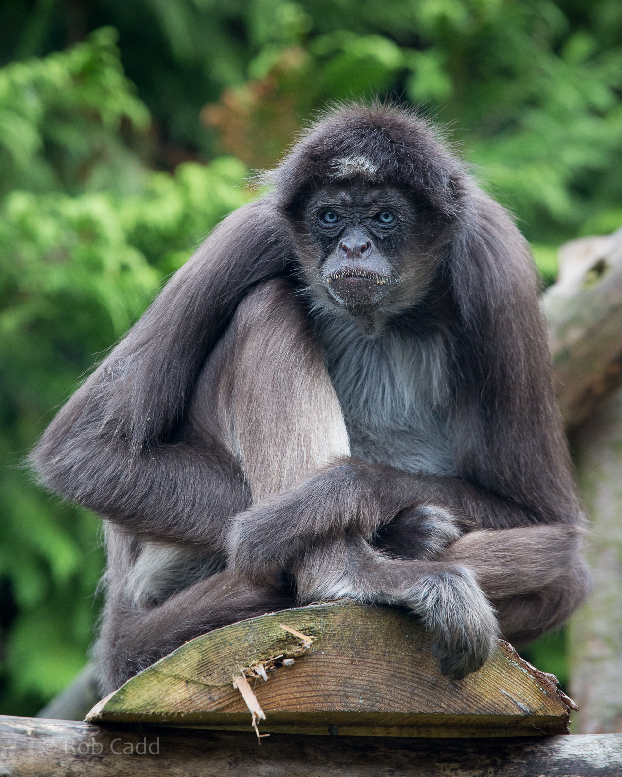 Brown spider monkey : Twycross : 31 Oct 2014