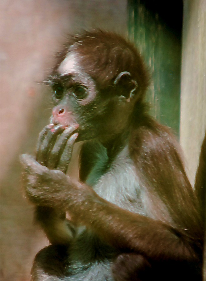BROWN SPIDER MONKEY